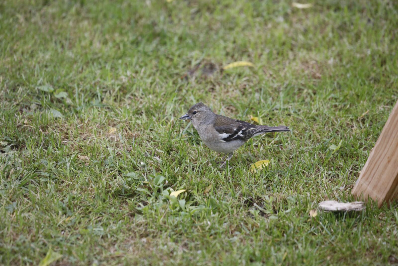 Canon EF 100-400mm F4.5-5.6L IS USM sample photo. Meadow, bird, animal photography