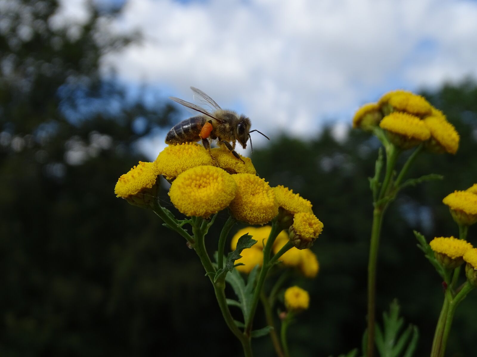 Sony Cyber-shot DSC-HX400V sample photo. Bee, flower, pollen photography