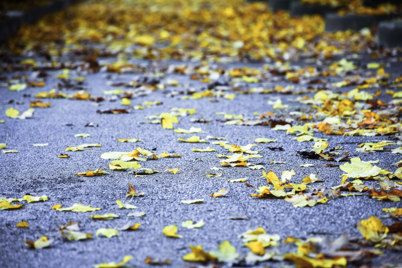 Nikon D7200 sample photo. Leaves, autumn, yellow photography