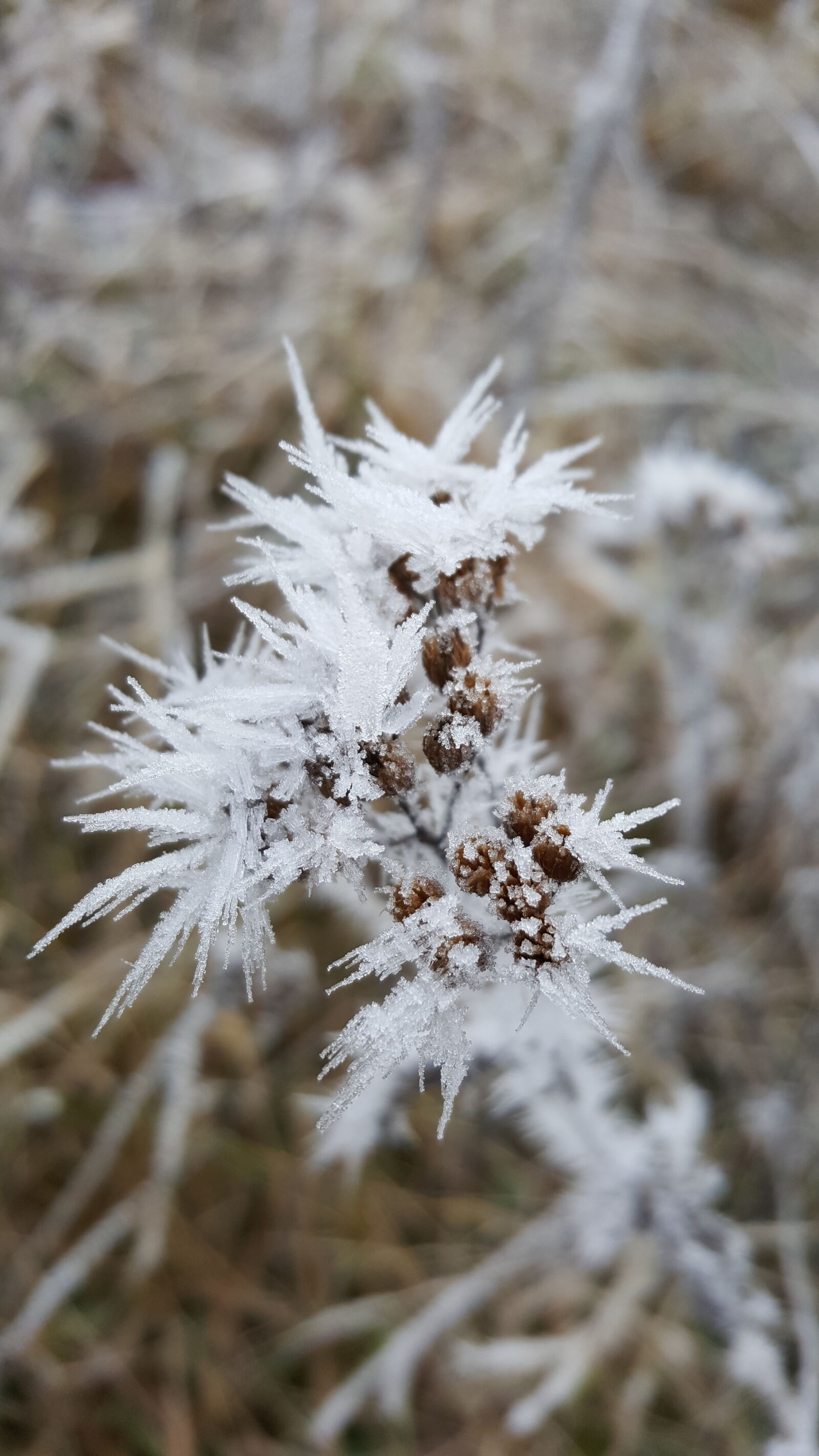 Samsung Galaxy S6 sample photo. Winter photography