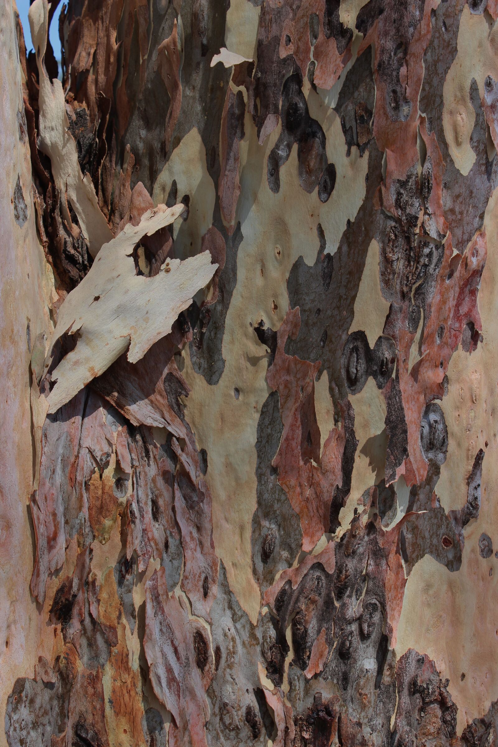 Canon EOS 600D (Rebel EOS T3i / EOS Kiss X5) sample photo. Bark, wood, trunk photography