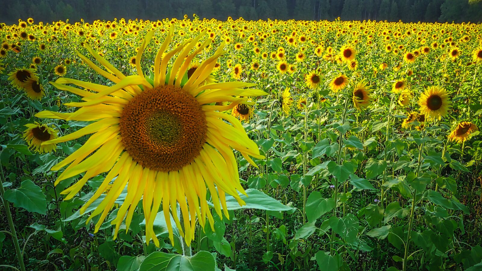 Panasonic Lumix DMC-GX8 sample photo. Sunflower, field, yellow photography