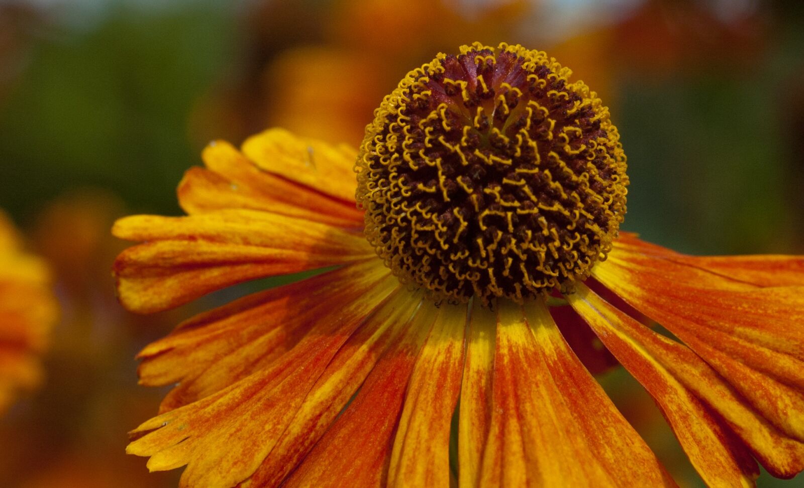 Nikon D70s sample photo. Flower, nature, beautiful photography