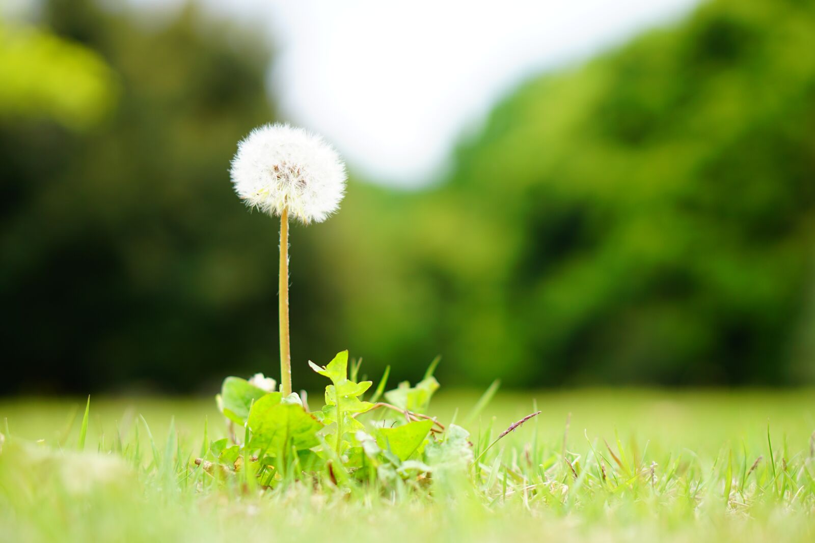 E 50mm F1.8 OSS sample photo. Dandelion, soft, softness photography