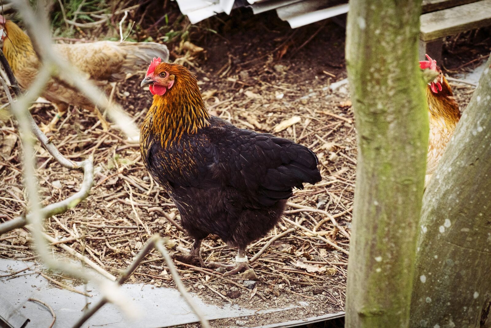 Sony a6000 + E 60mm F2.8 sample photo. Chicken, animal, poultry photography