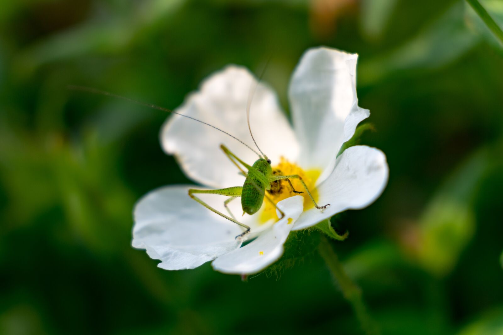 Fujifilm X-T10 sample photo. Flower, nature, summer photography