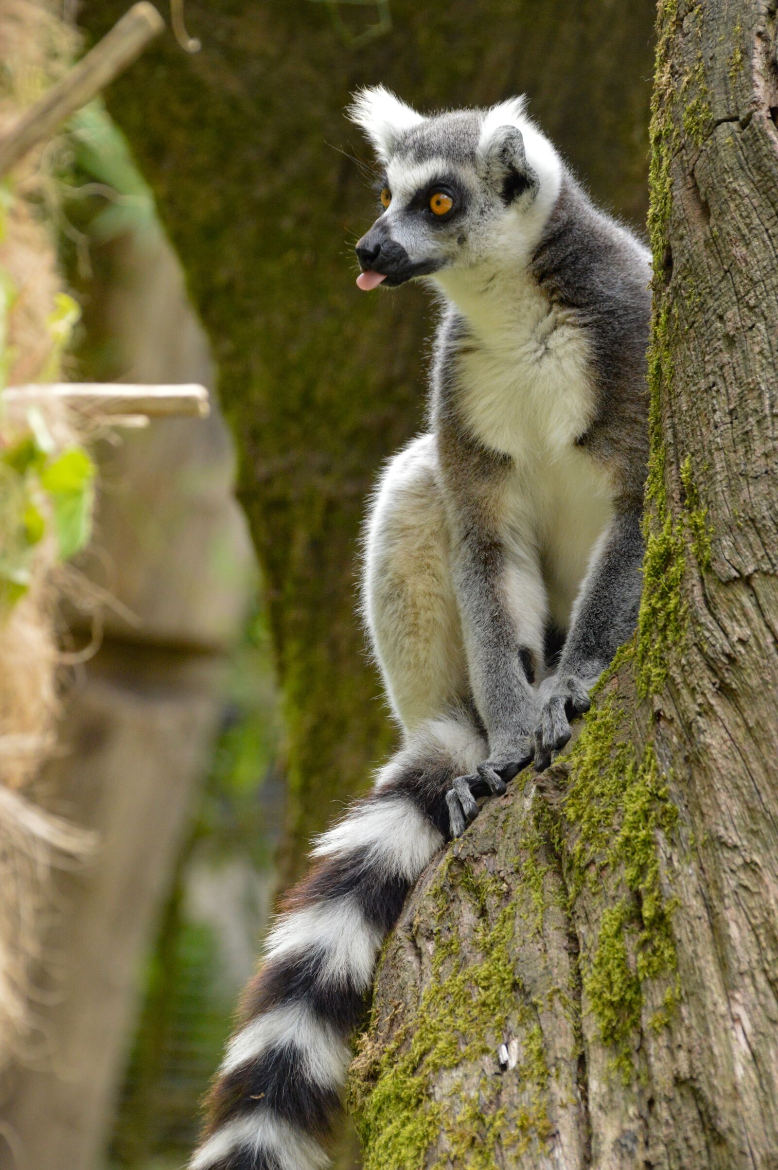 Nikon D3200 sample photo. Animal, lemur, cute photography