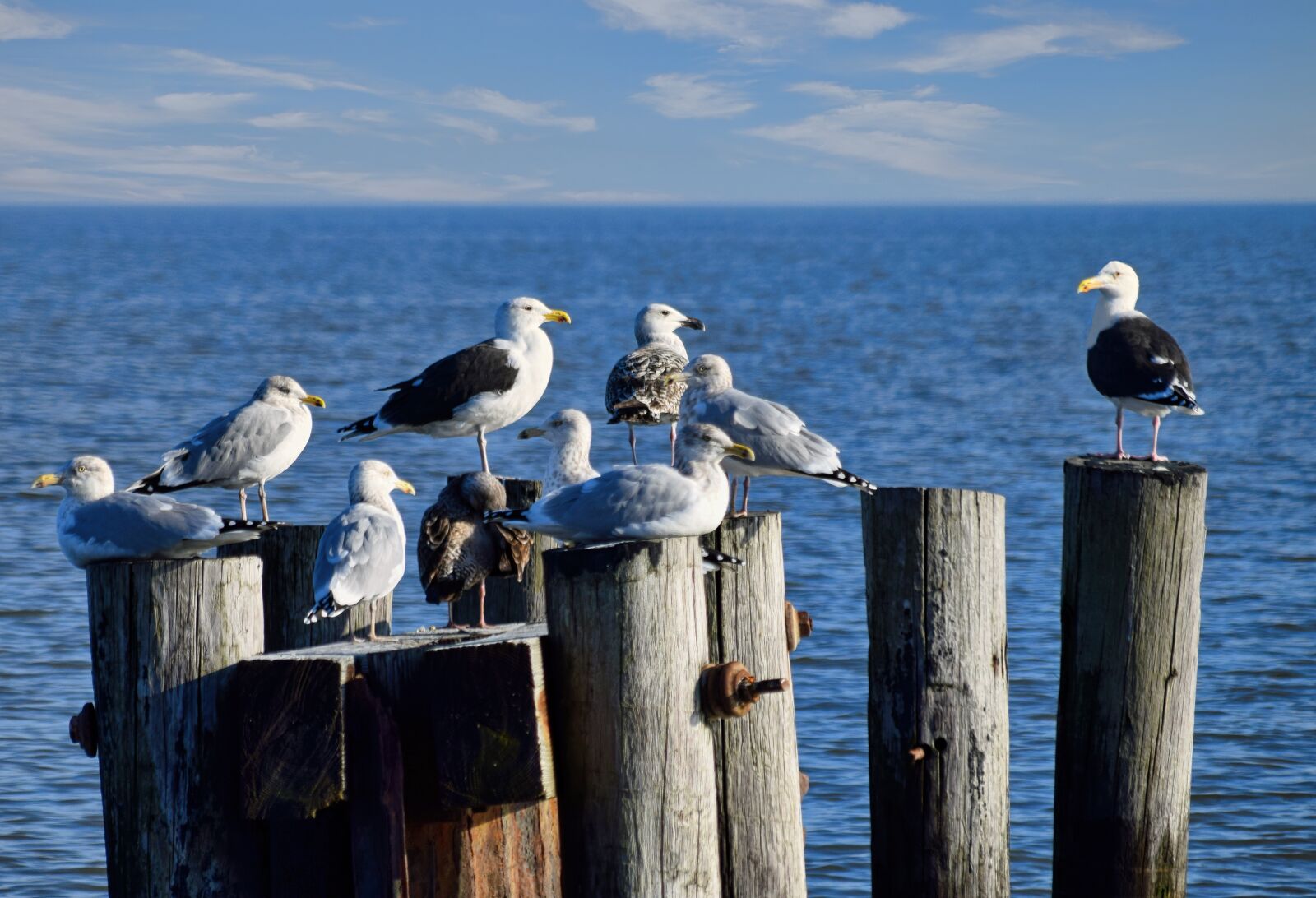 Nikon D3300 sample photo. Seagulls, piles, wood photography