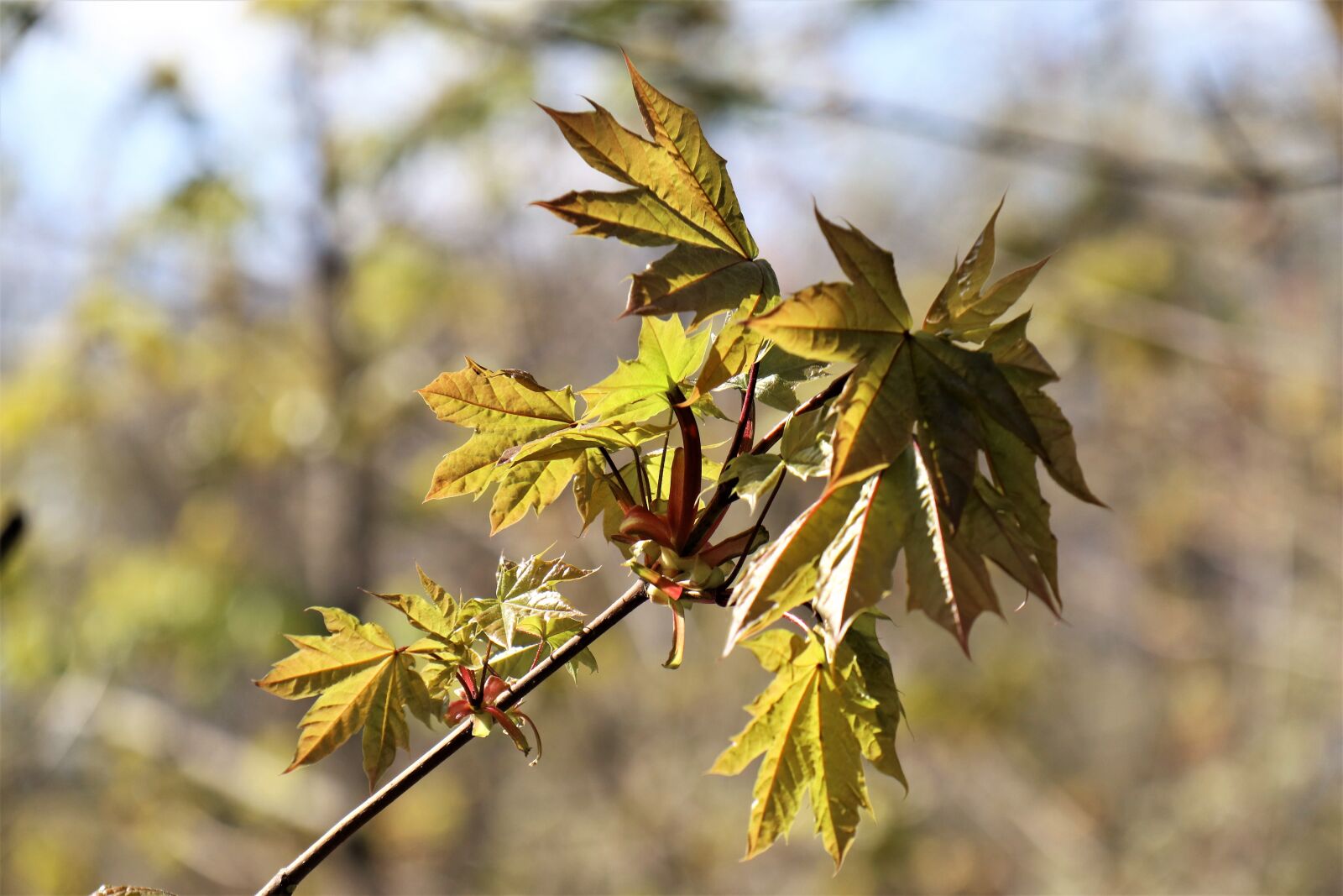 Canon EOS M6 sample photo. Spring, april, branch photography