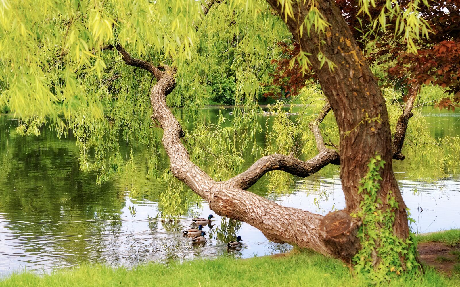 Nikon D5100 sample photo. Landscape, nature, lake photography