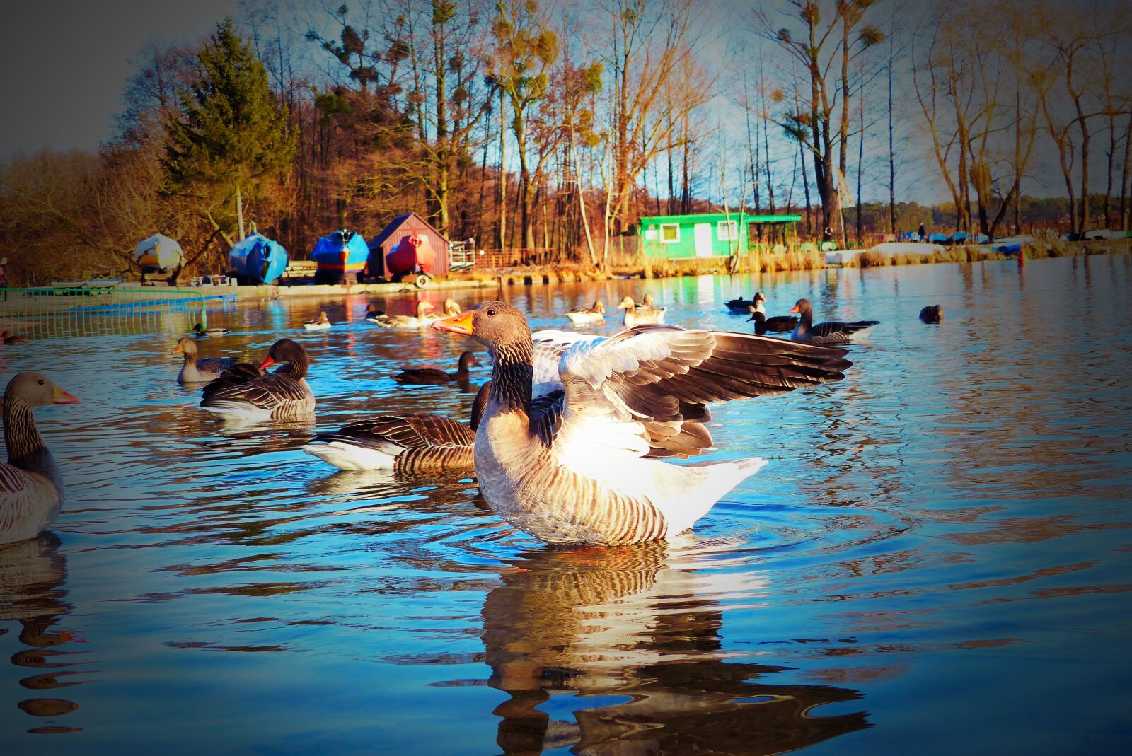 Panasonic Lumix DMC-FZ200 sample photo. Goose grey goose, water photography