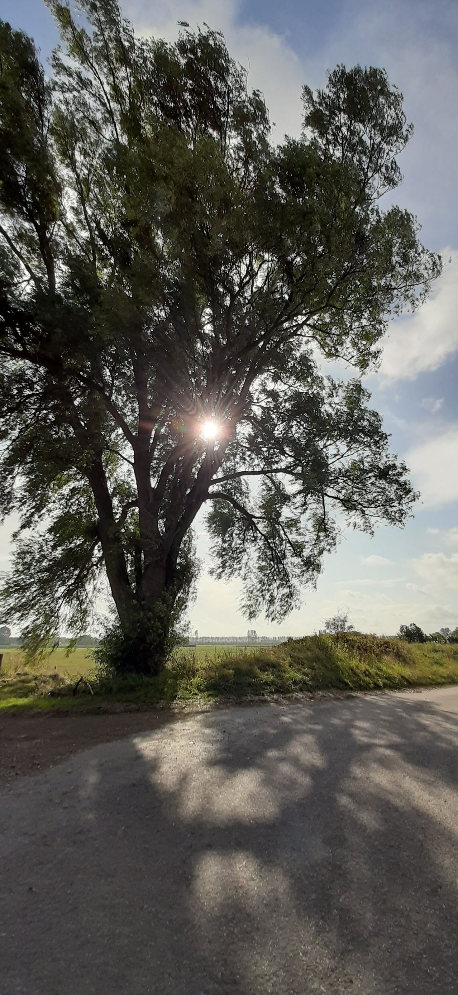 Samsung Galaxy A50 sample photo. Tree, sunlight, shadow photography