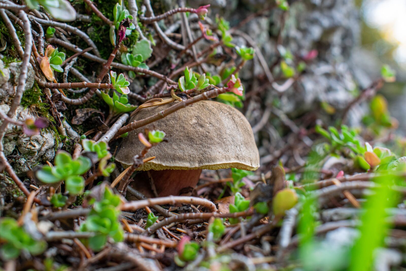 Nikon D5300 sample photo. Mushroom, miniature mushroom, forest photography