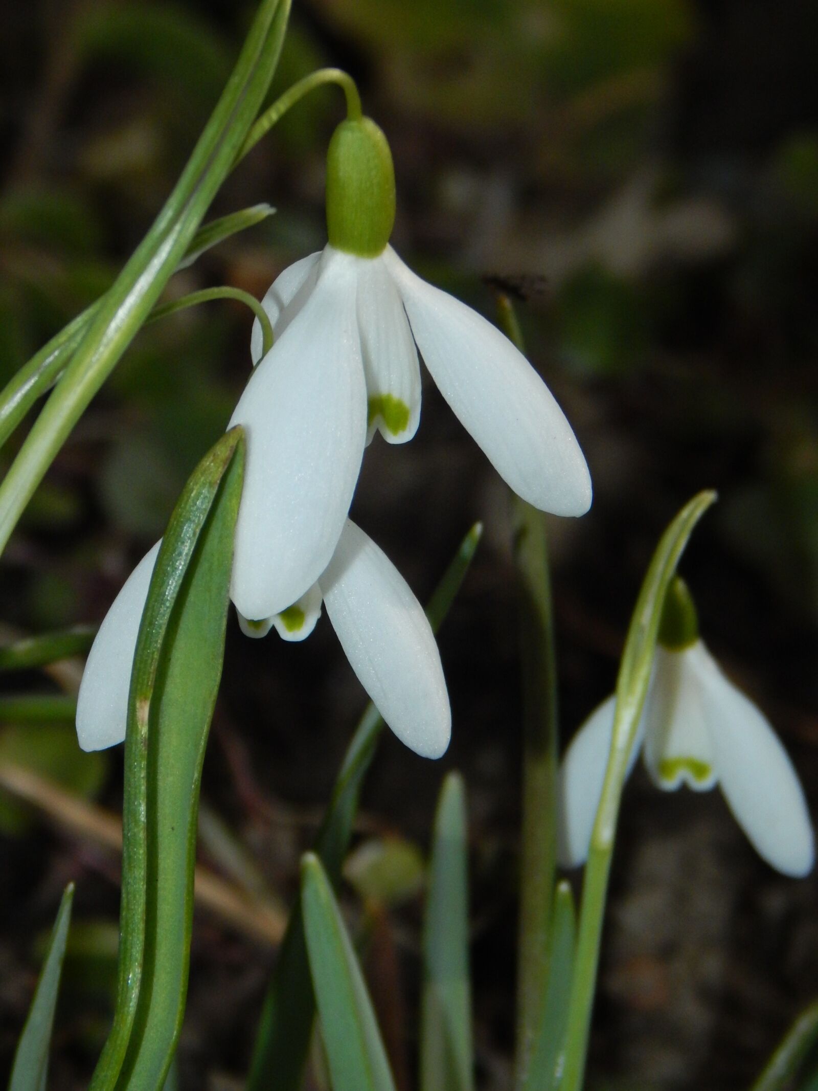 Nikon Coolpix L830 sample photo. Snowdrop, early bloomer, spring photography