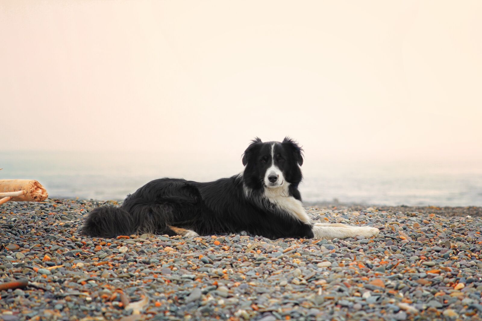 Canon EOS 60D sample photo. Dog, collie, aussie photography