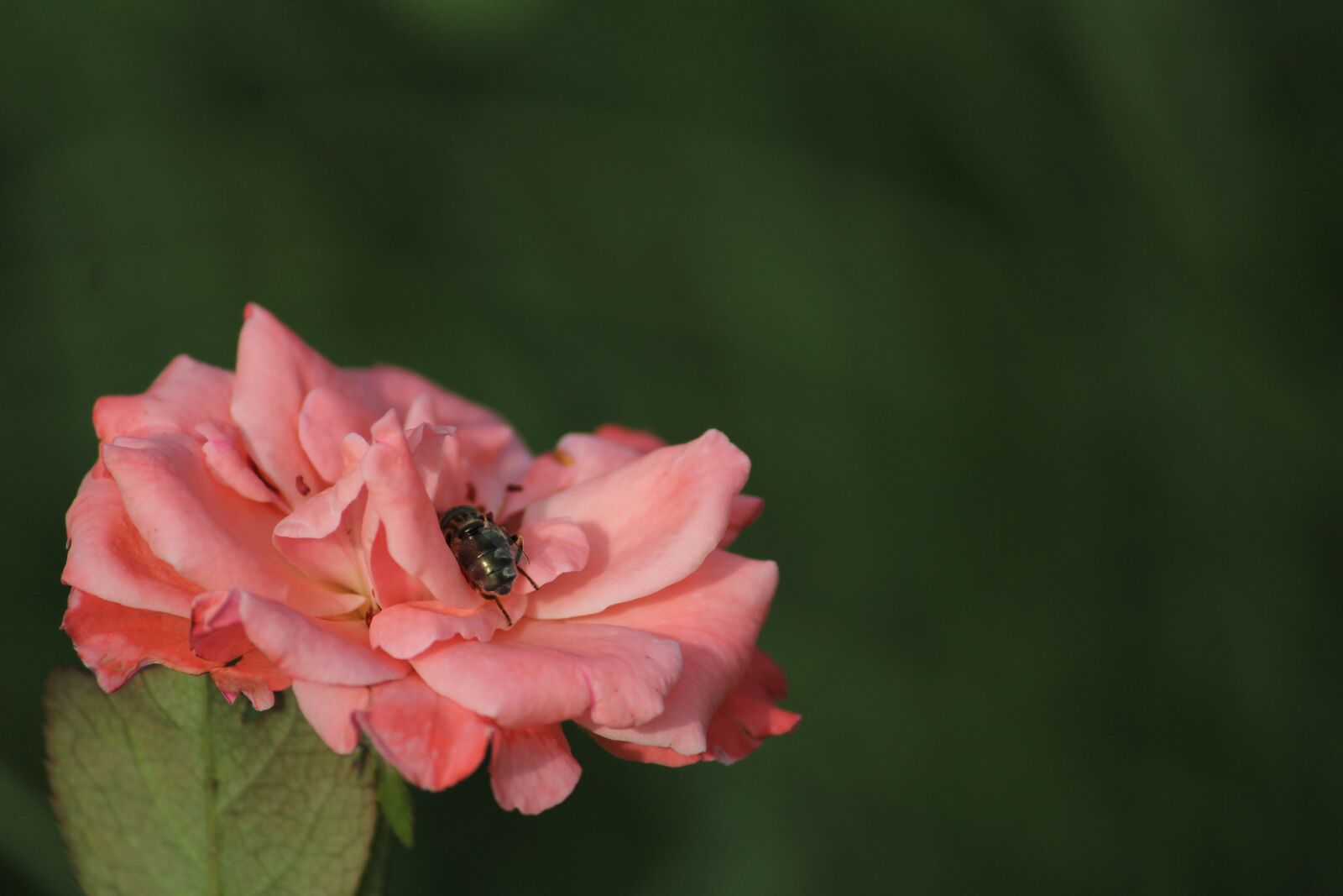 Canon EOS 1200D (EOS Rebel T5 / EOS Kiss X70 / EOS Hi) sample photo. Flower, honeybee, pink photography