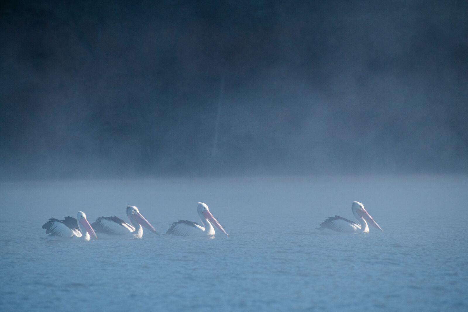 Nikon D850 sample photo. Australian pelican, australia, wild photography