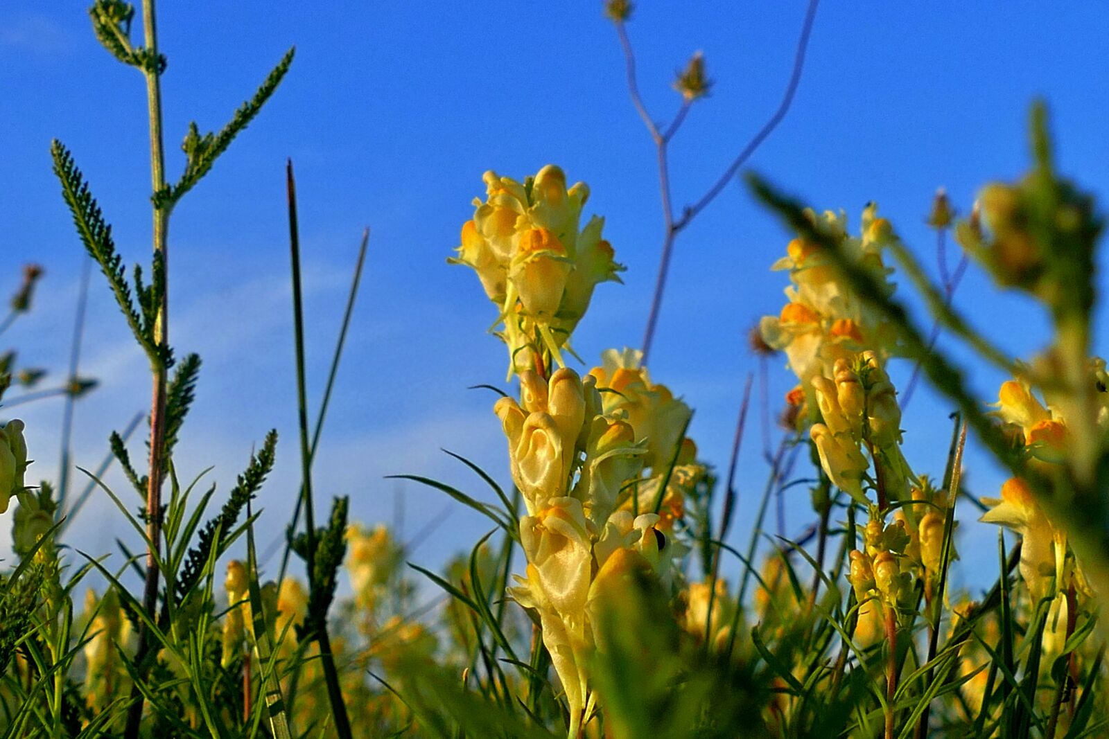 Panasonic Lumix DMC-FZ1000 sample photo. Lúčny, flower, yellow photography