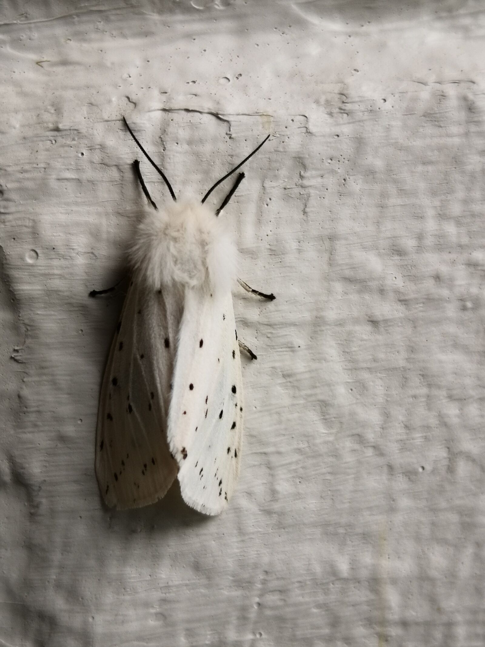 HUAWEI Mate 10 Pro sample photo. White moth, butterfly, nature photography