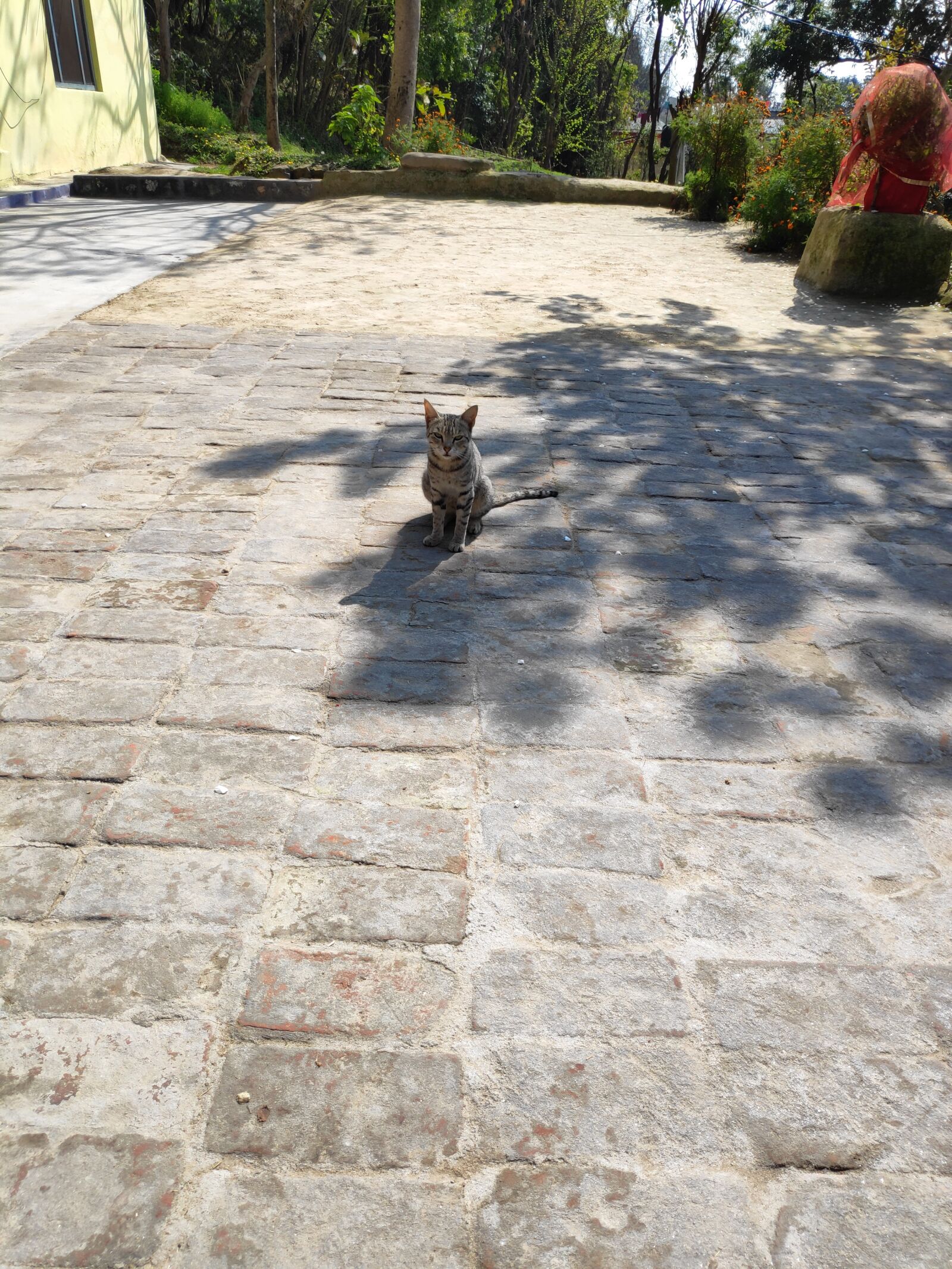 Xiaomi POCO F1 sample photo. Cat, india, himachal photography