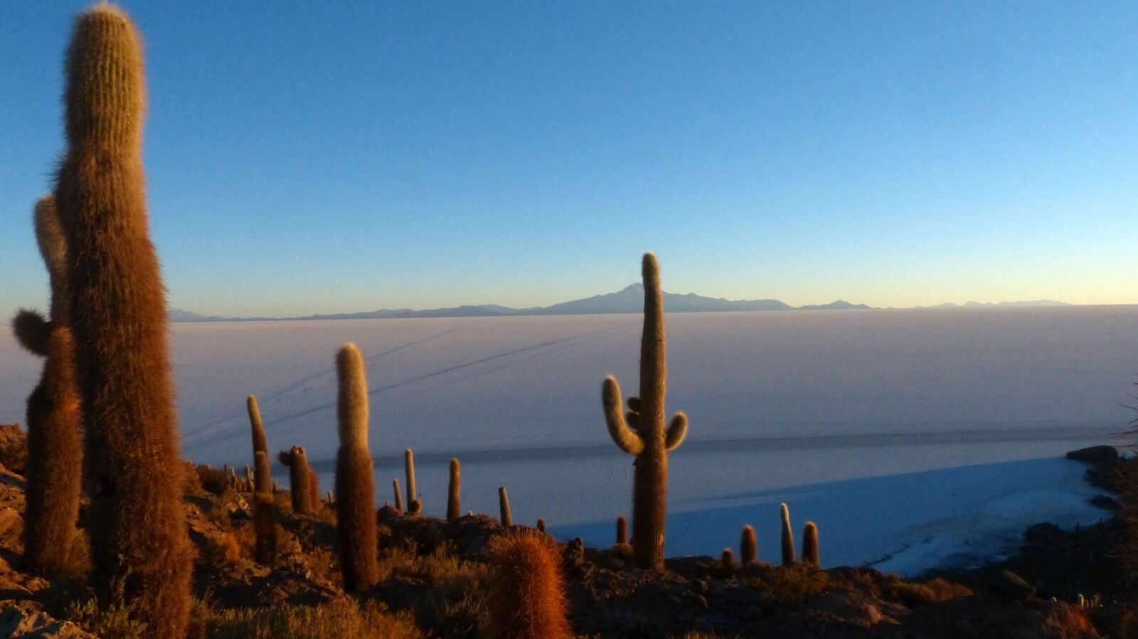 Panasonic Lumix DMC-FZ200 sample photo. Bolivia, desert, cactus photography