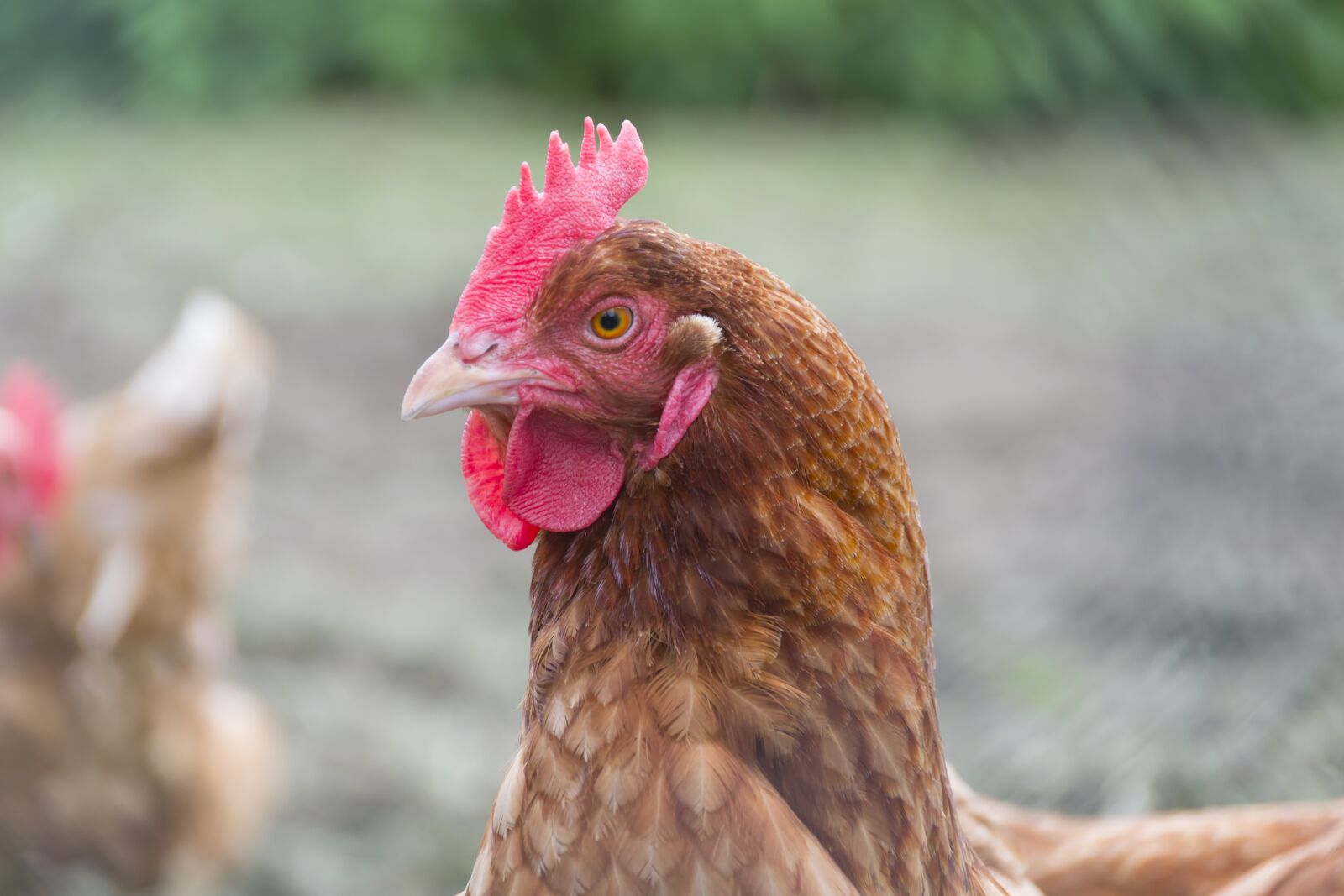 Nikon D3100 sample photo. Organic chicken, organic, nature photography