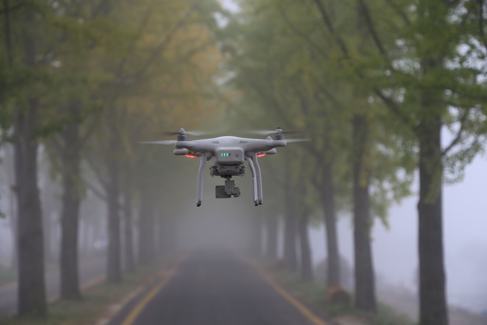 Canon EOS 6D + Canon EF 24-105mm F4L IS USM sample photo. Ginkgo, fog, the drones photography