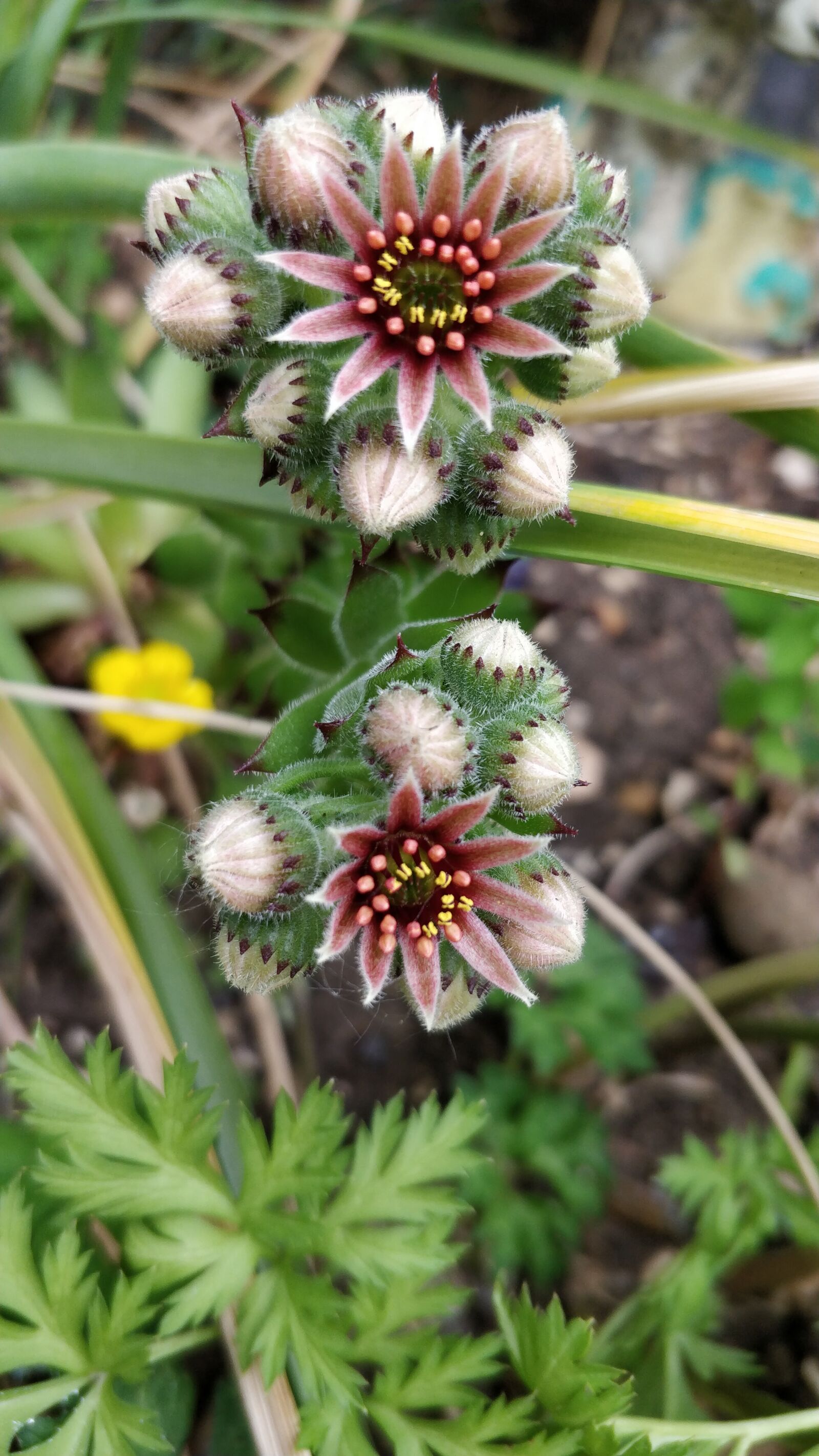 OnePlus 5 sample photo. Flower, succulent plant, surreal photography