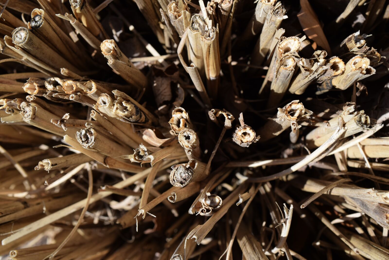 Nikon D3300 sample photo. Split ends, twigs, cut photography