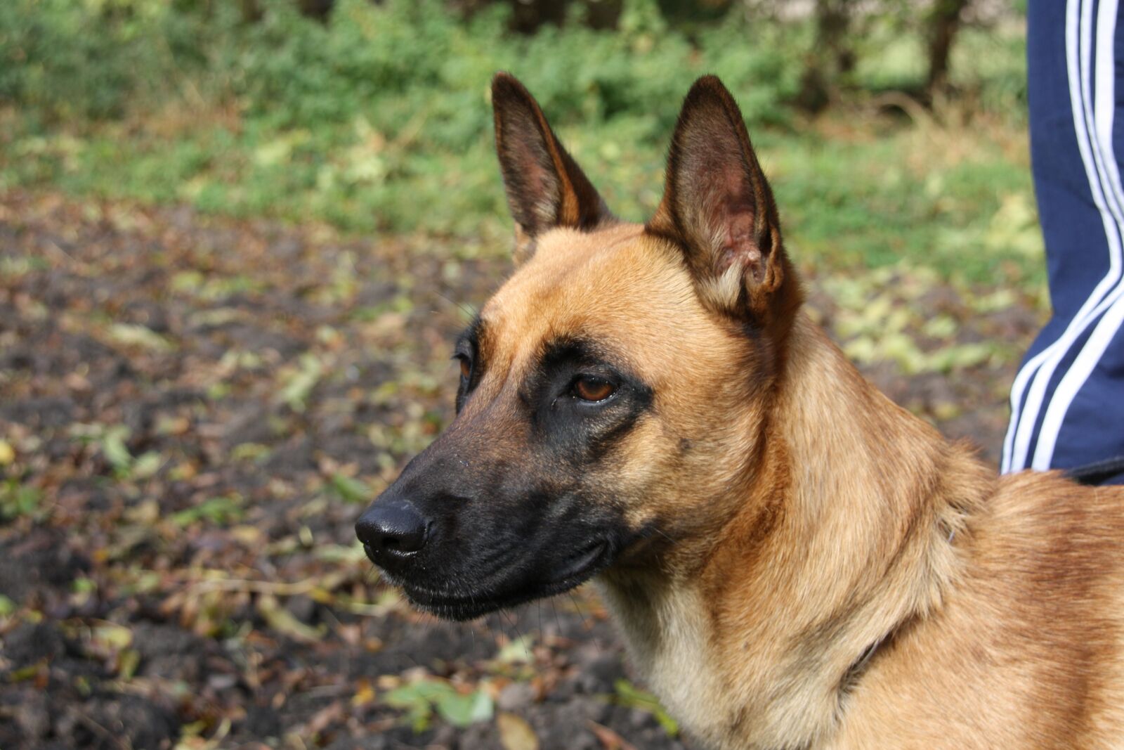 Canon EOS 450D (EOS Rebel XSi / EOS Kiss X2) sample photo. Malinois, belgian shepherd dog photography