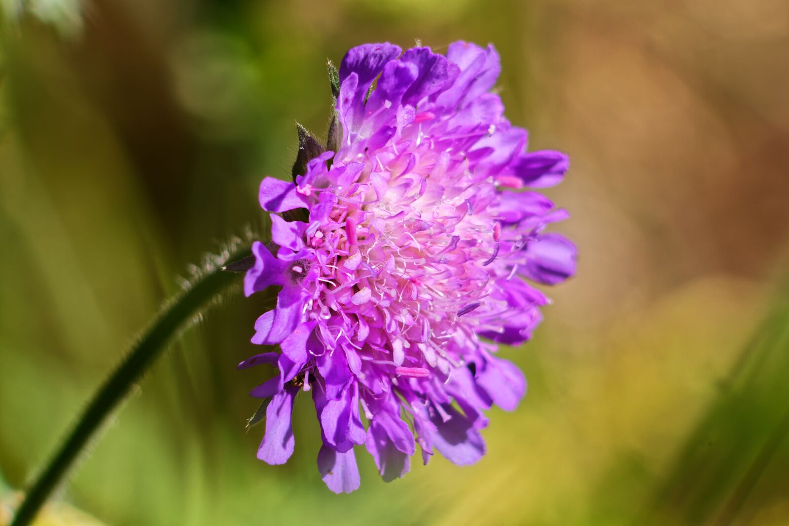 Canon EOS 1100D (EOS Rebel T3 / EOS Kiss X50) sample photo. Macro, flower, nature photography