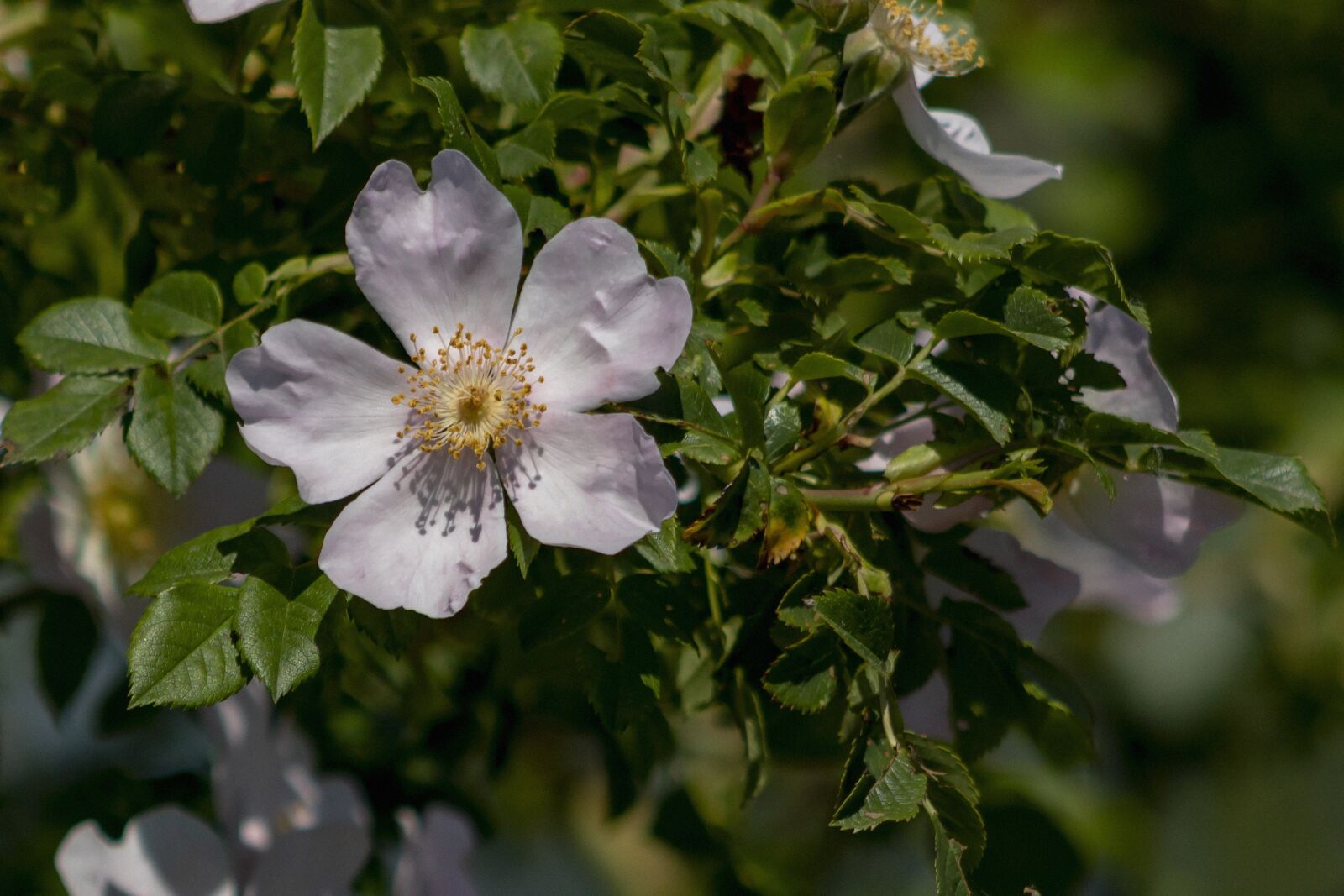 Canon EF75-300mm f/4-5.6 sample photo. Wildflower, rose, pink photography