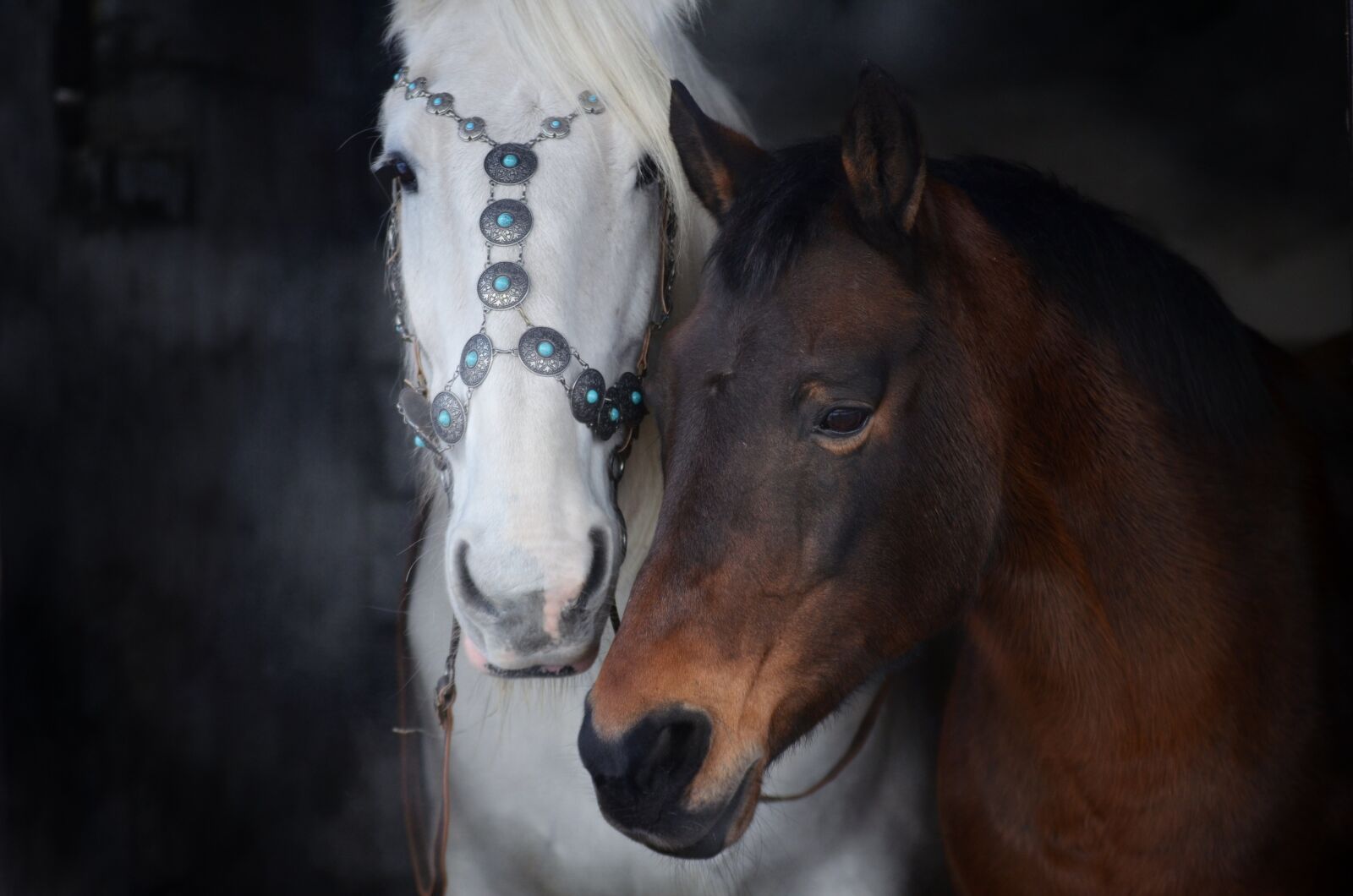 Nikon D5100 sample photo. Horses, equine, portrait photography