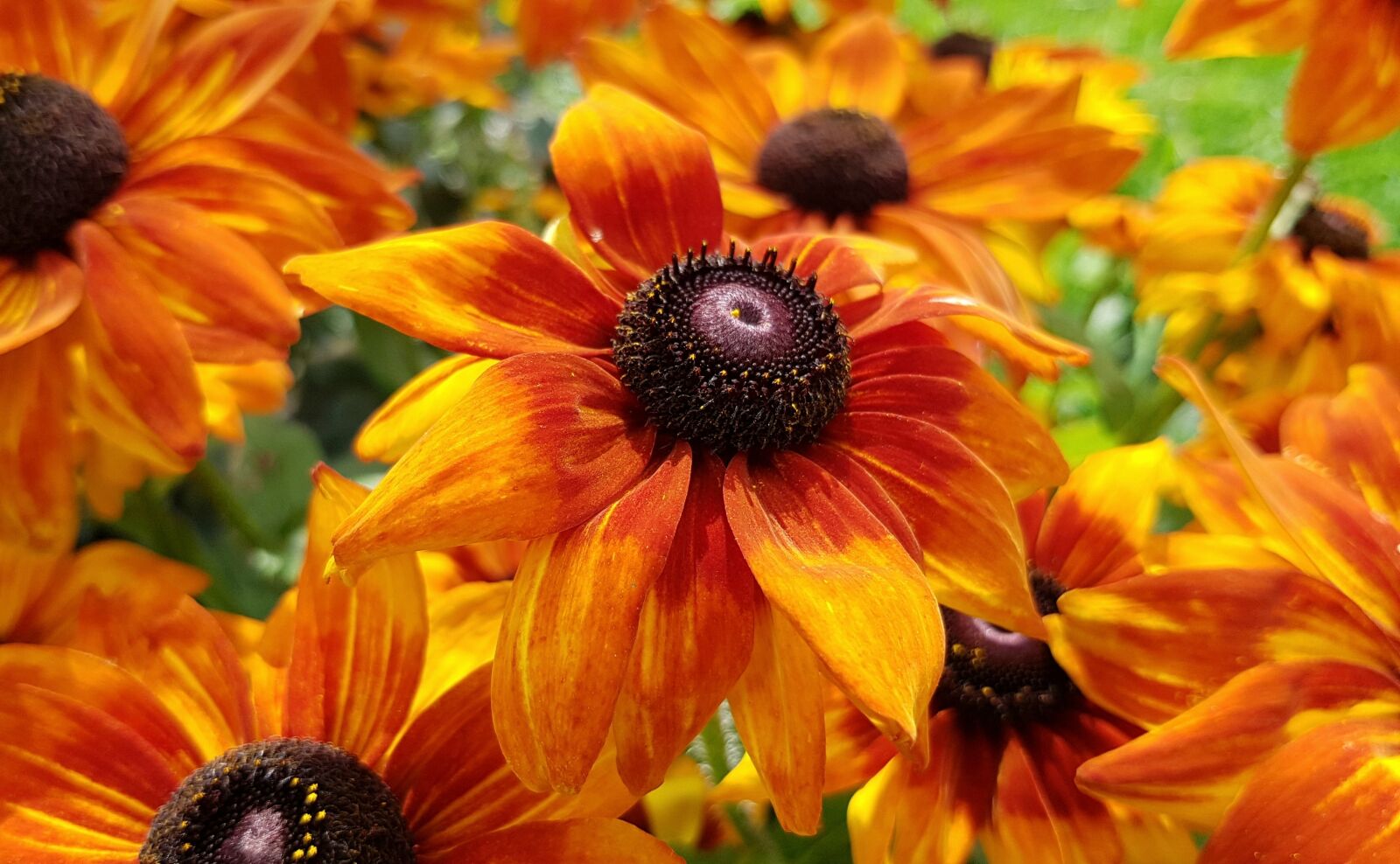 Samsung Galaxy S7 sample photo. Coneflower, blossom, bloom photography