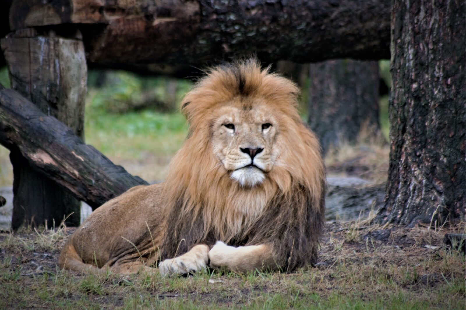 Nikon D5200 sample photo. Lion, close up, animal photography