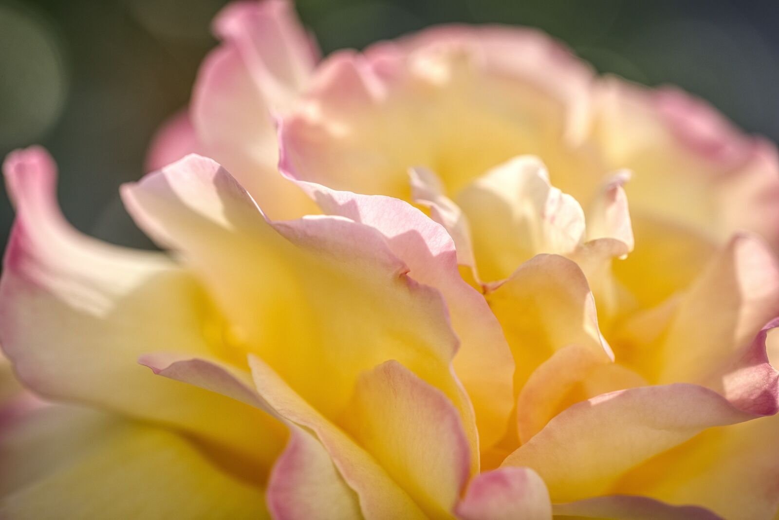 Nikon D750 sample photo. Rose, yellow, pink photography