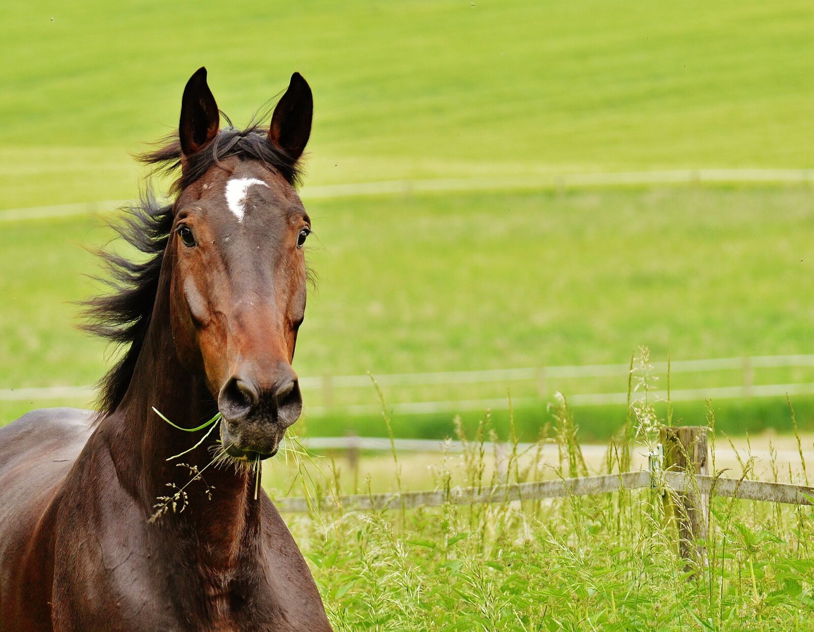 Nikon D3200 sample photo. Horse, coupling, stallion photography