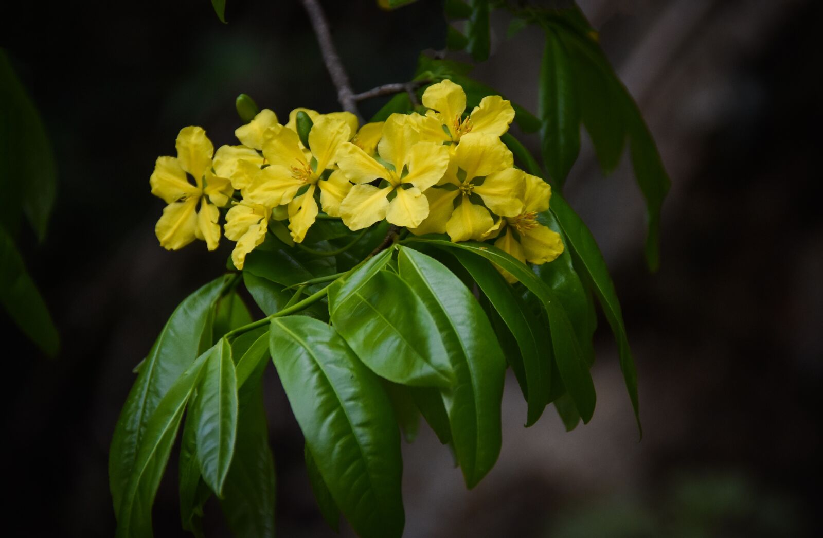 Nikon D7200 sample photo. Flower, spring, bloom photography