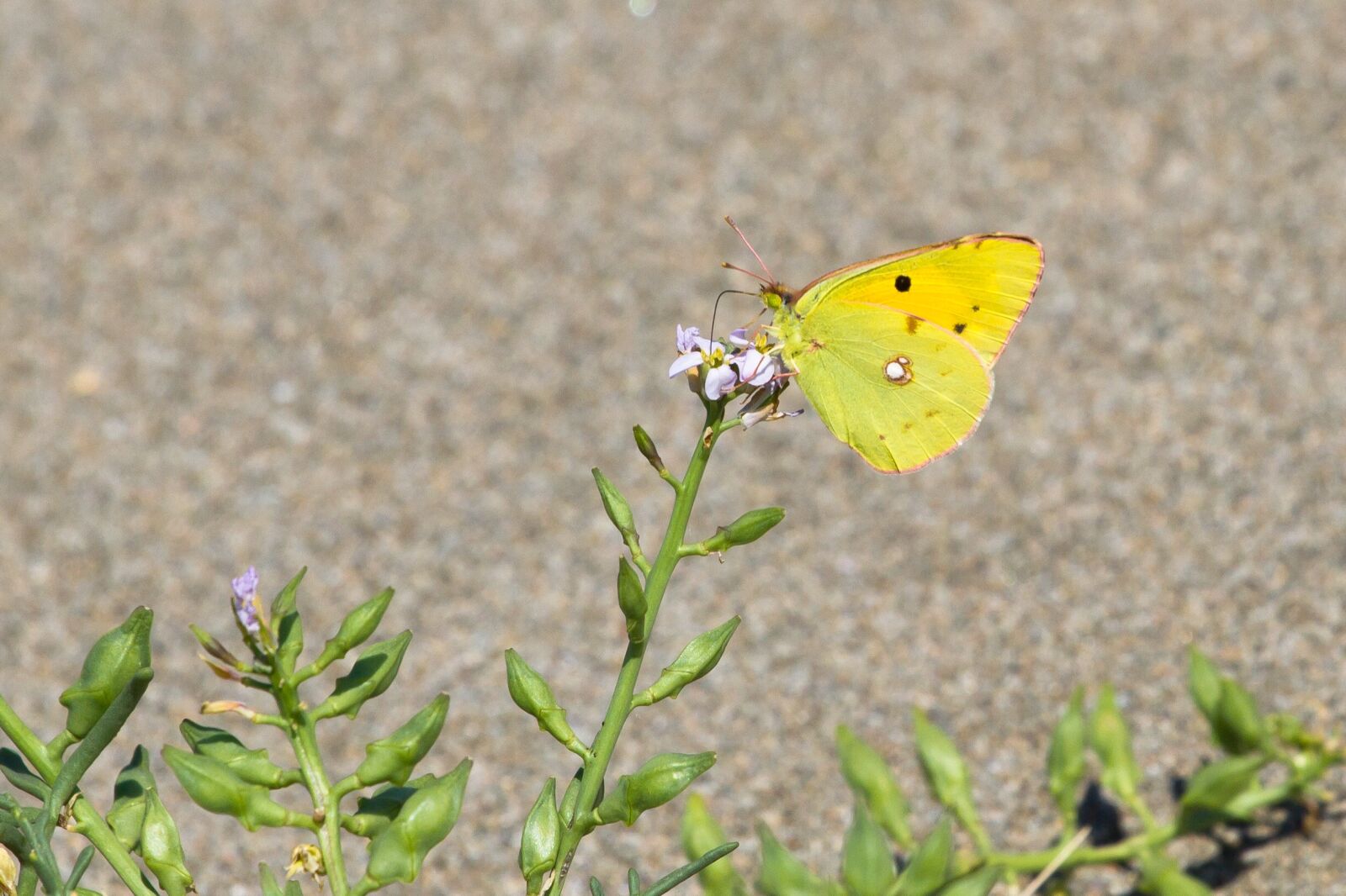 Canon EF 70-200mm F4L USM sample photo. Butterfly, summer, close up photography