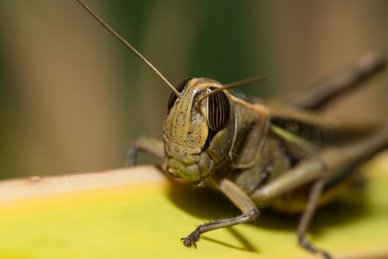 Nikon D800 sample photo. Grasshopper, locust, insect photography
