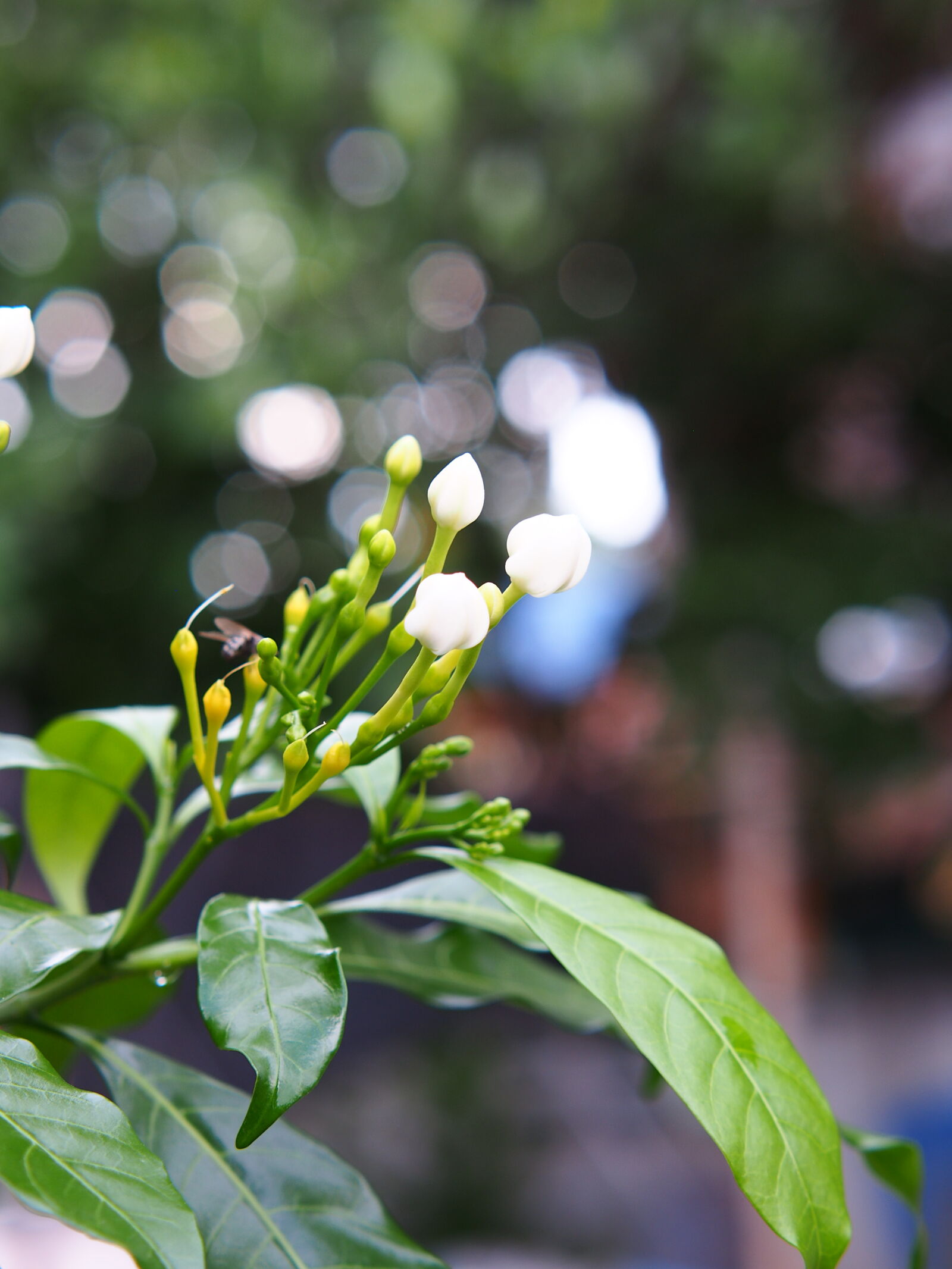 XIAOYI 42.5mm F1.8 sample photo