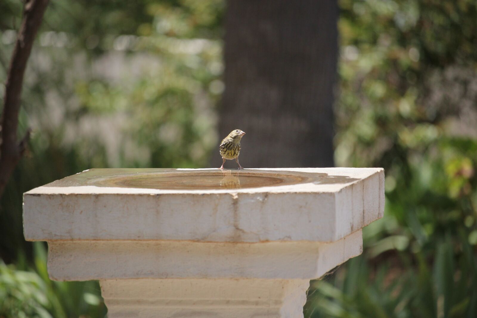 Canon EOS 550D (EOS Rebel T2i / EOS Kiss X4) sample photo. Canary, hot, summer photography
