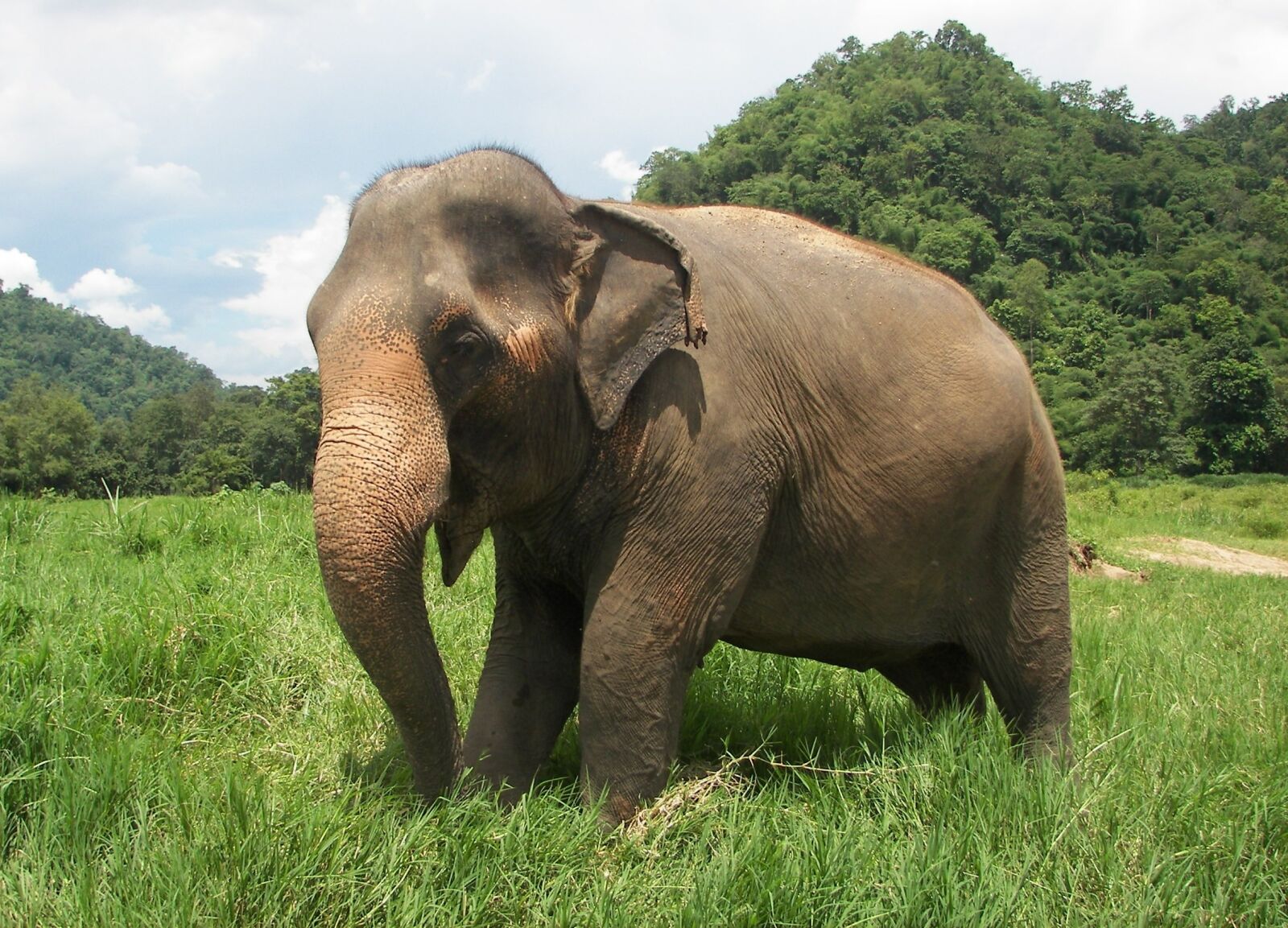Kodak P850 ZOOM DIGITAL CAMERA sample photo. Elephant, thailand, elephant nature photography