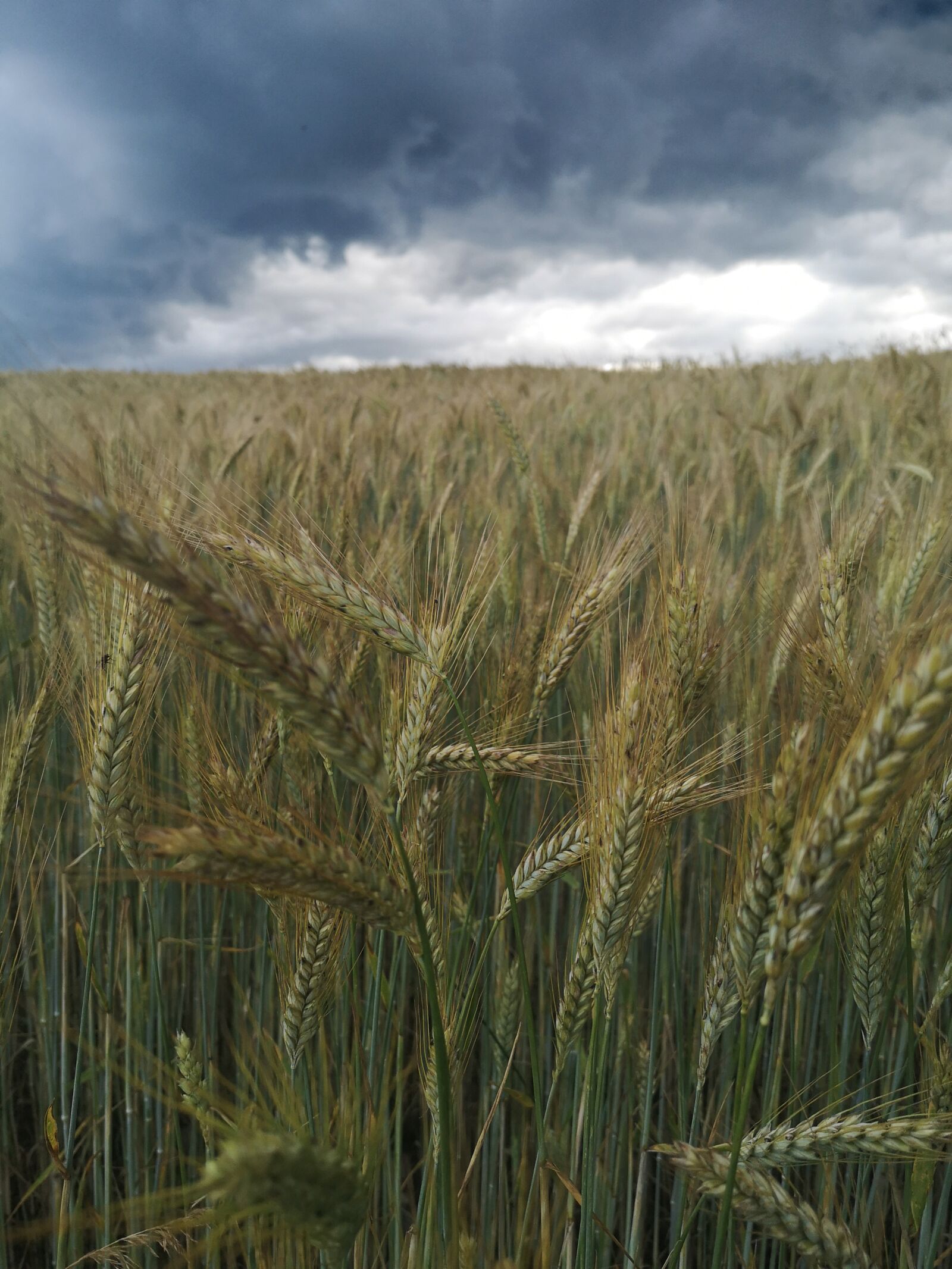 HUAWEI P20 sample photo. Grain, field, thunderstorm photography