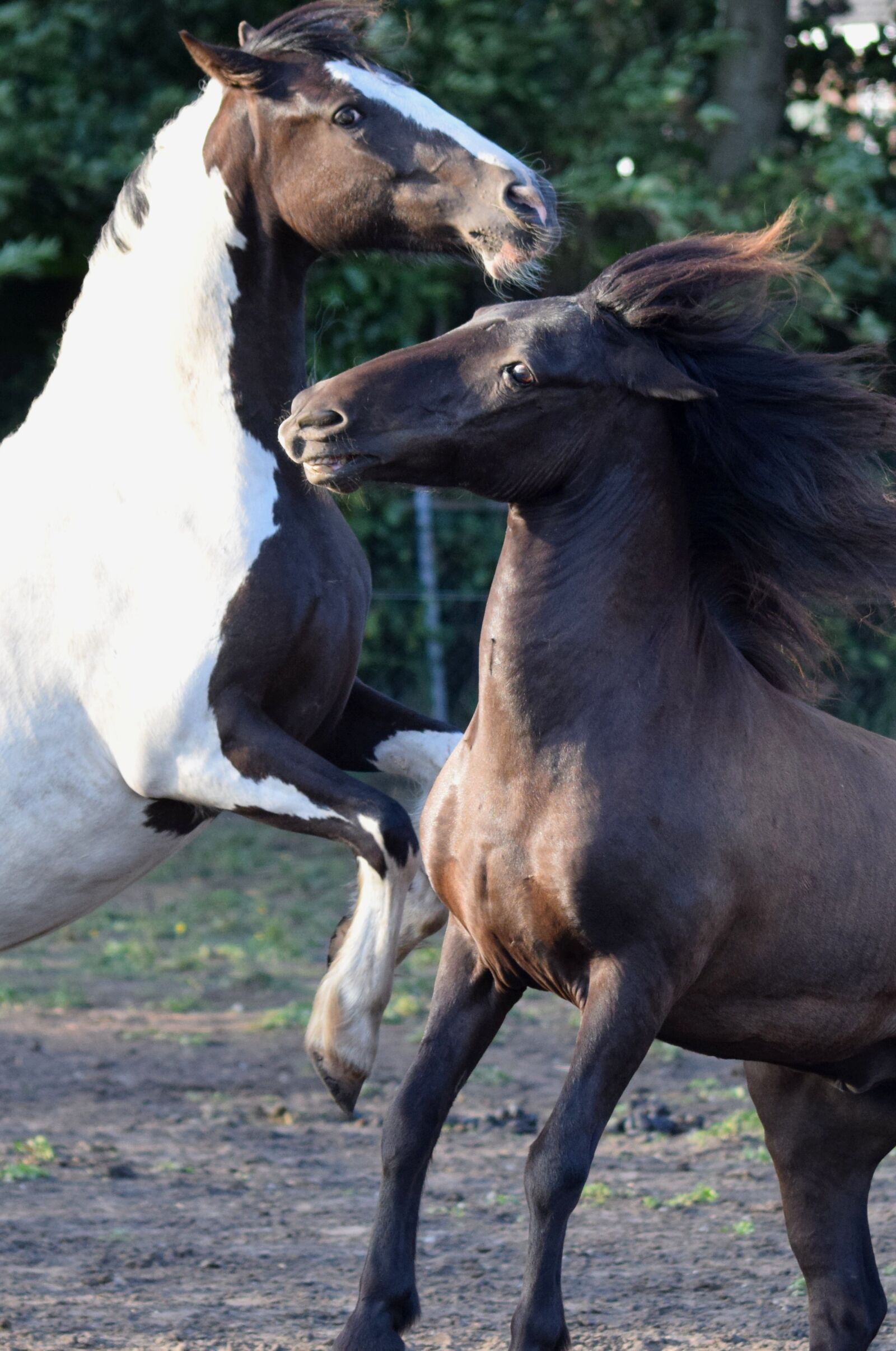 Nikon D5300 sample photo. Horse, animal, wild photography