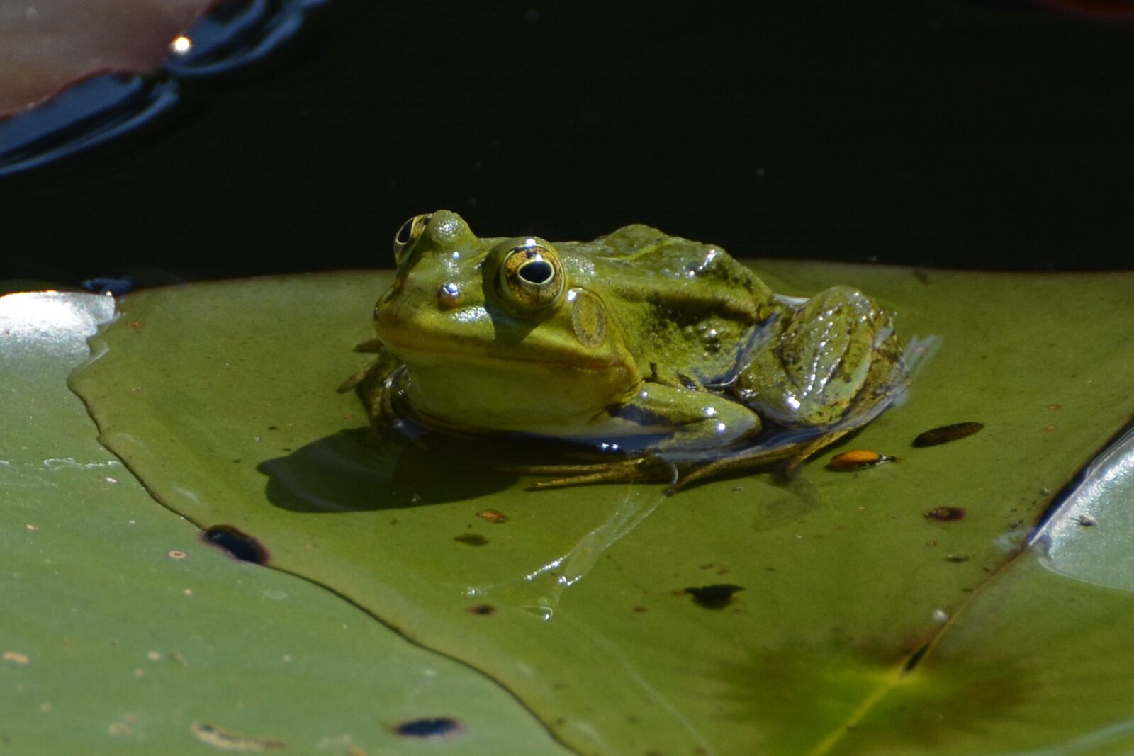 Nikon D7100 sample photo. Frog, pond, water photography