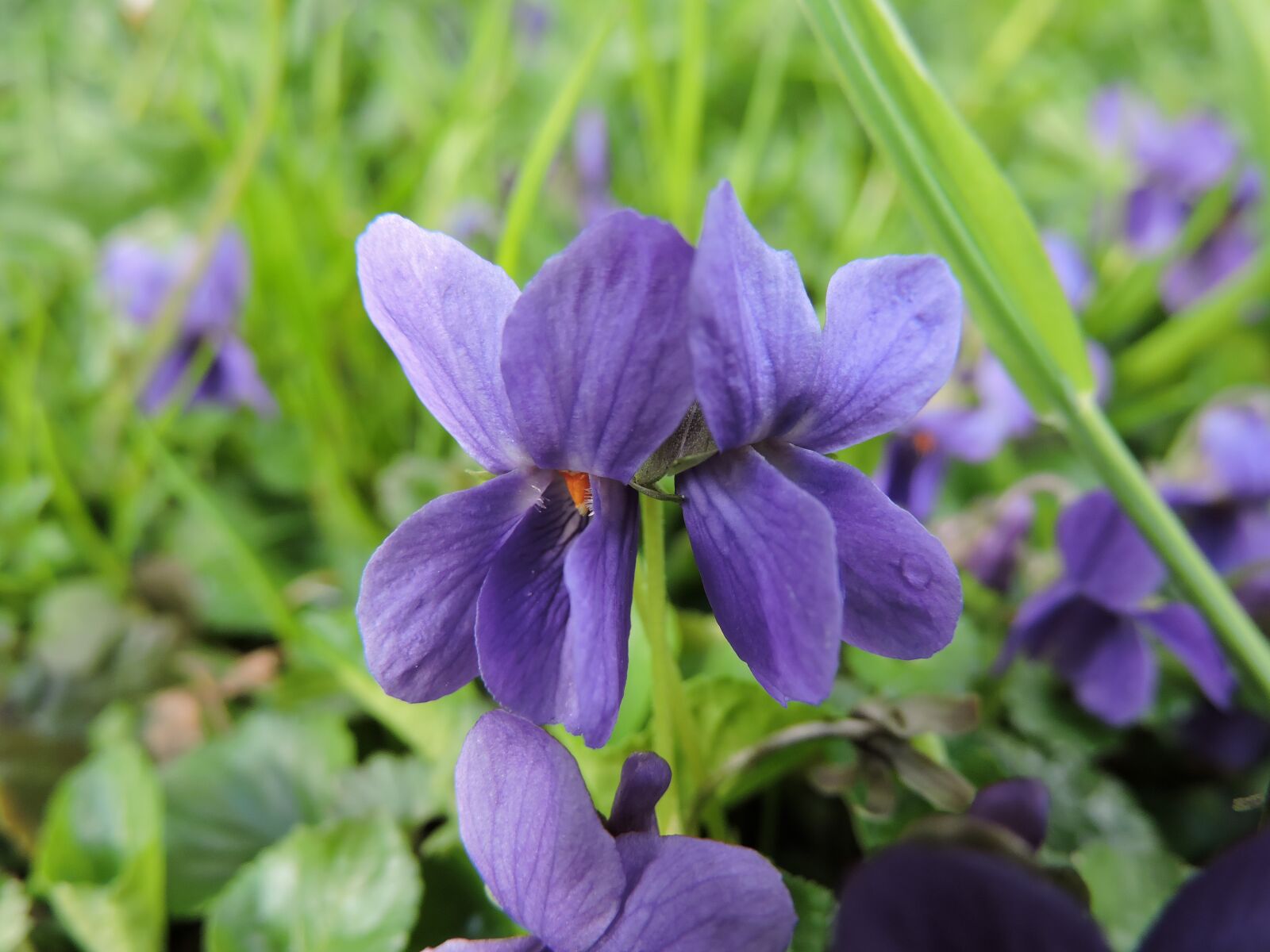 Nikon Coolpix P530 sample photo. Scented violets, violet, flower photography