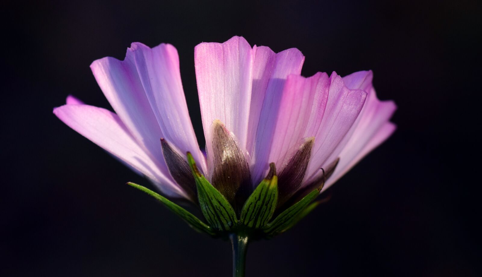 Nikon D3300 sample photo. Pointed flower, purple, nature photography