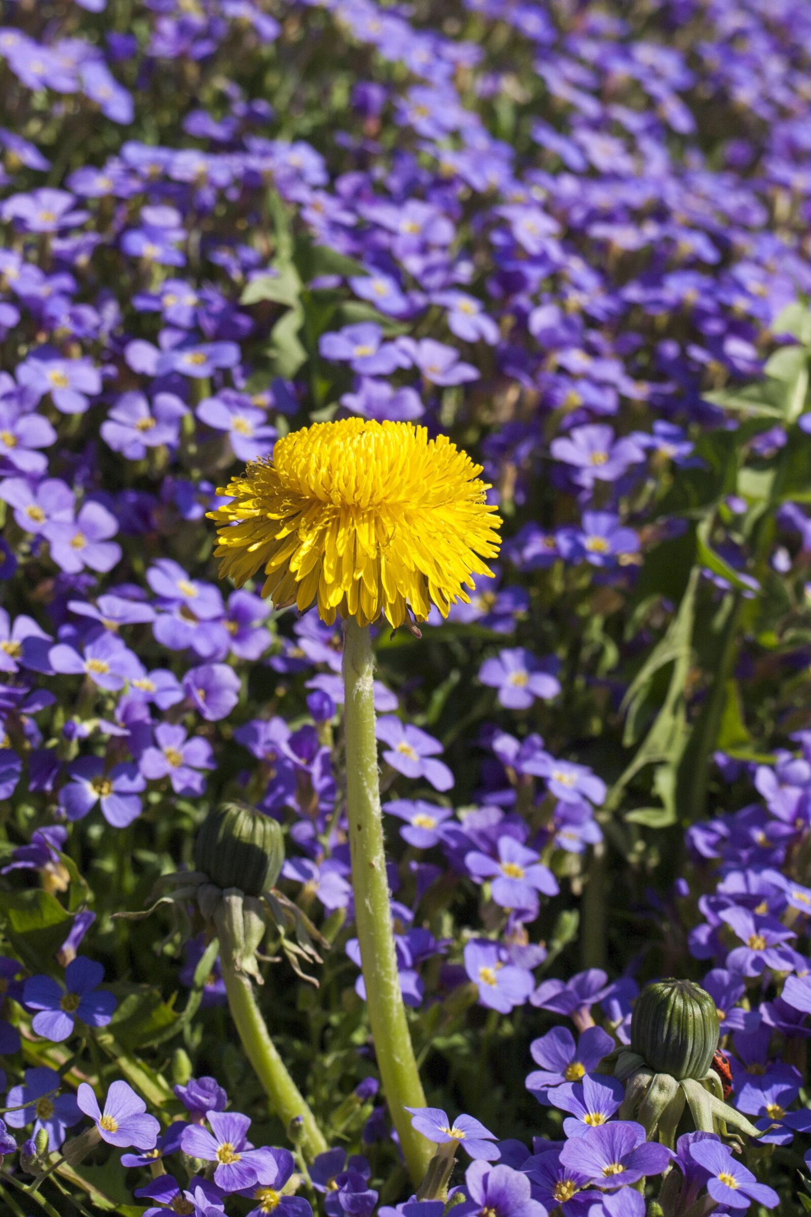 Olympus E-510 (EVOLT E-510) sample photo. Yellow flowered leaf, dandelion photography