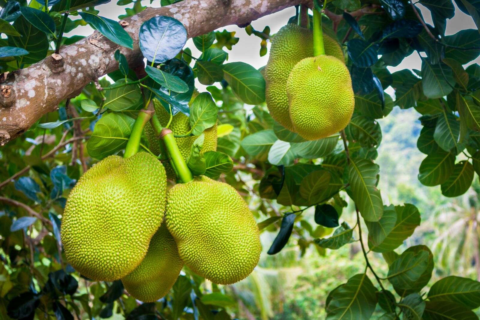 Canon EOS 70D sample photo. Jackfruit, green, fruit photography